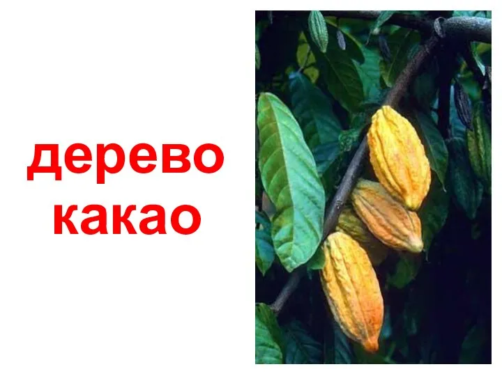 дерево какао