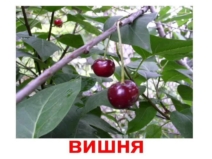 вишня