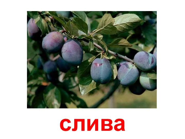 слива