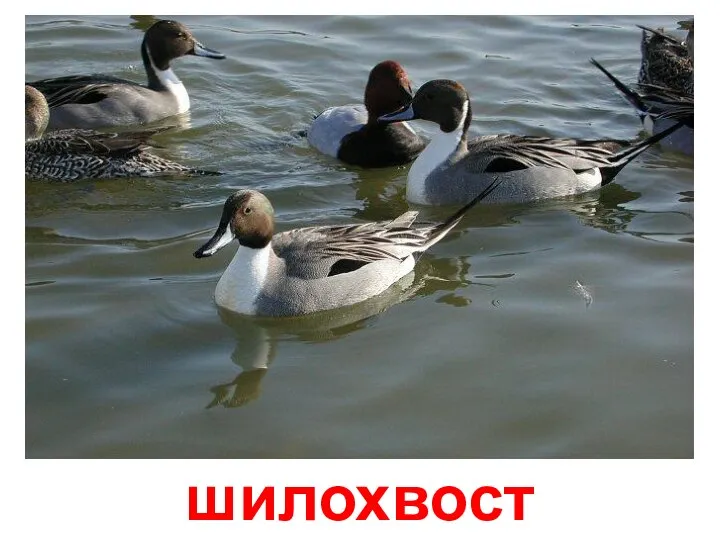 шилохвост