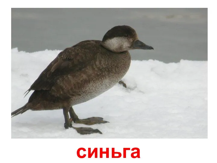 синьга