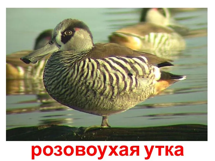 розовоухая утка