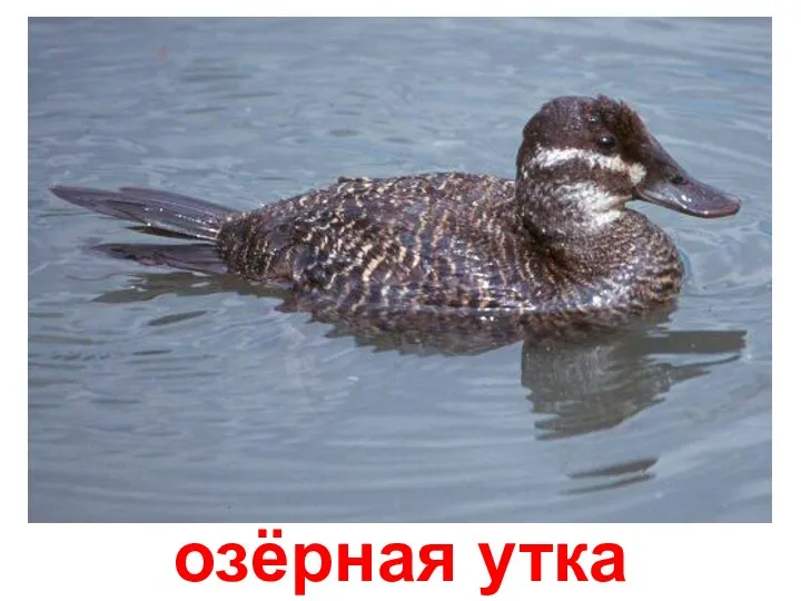 озёрная утка