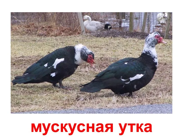 мускусная утка