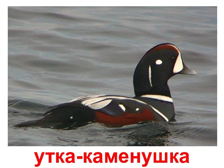 утка-каменушка