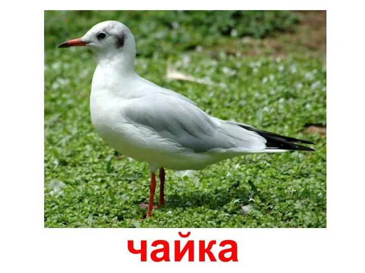 чайка