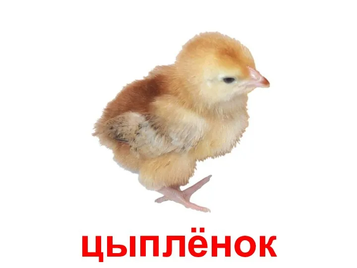 цыплёнок