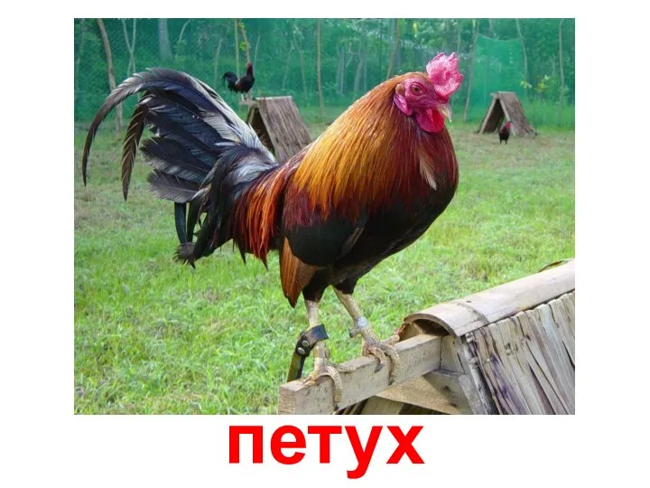 петух