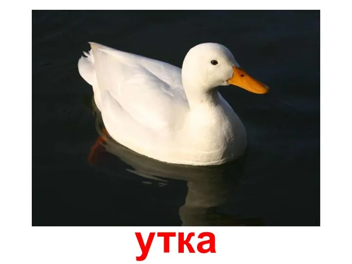 утка