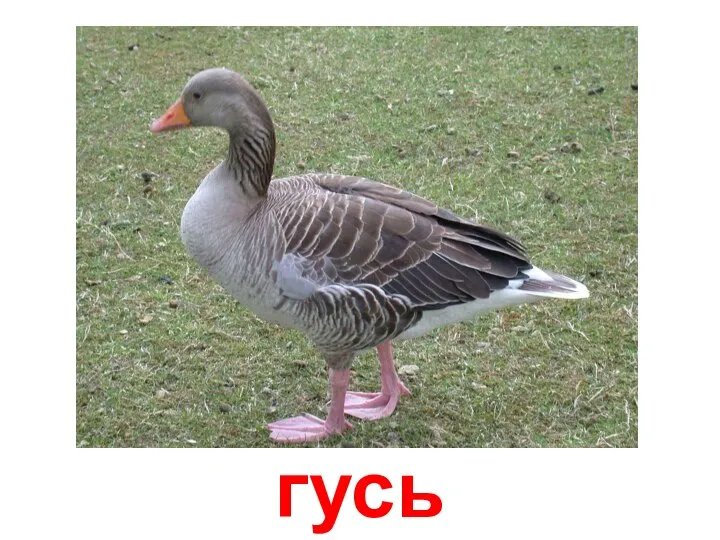 гусь