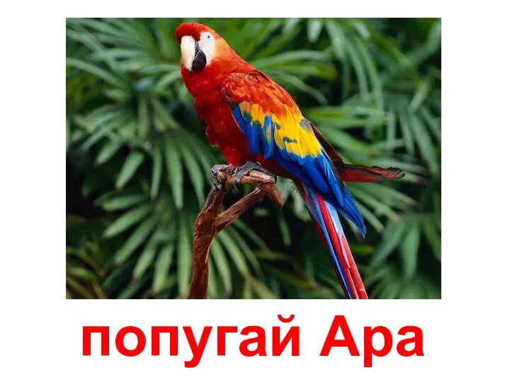 попугай Ара