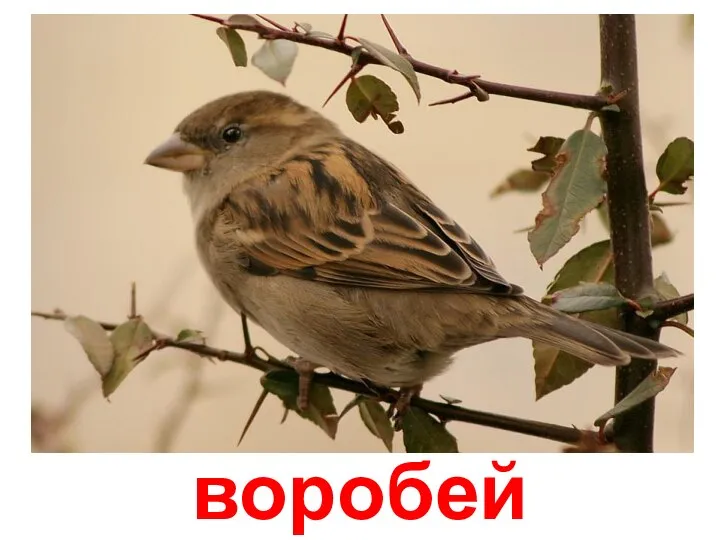 воробей