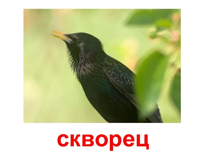 скворец