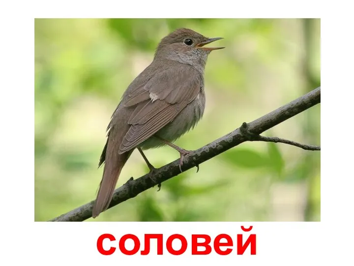 соловей