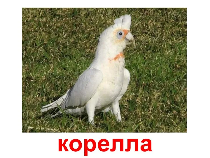 корелла