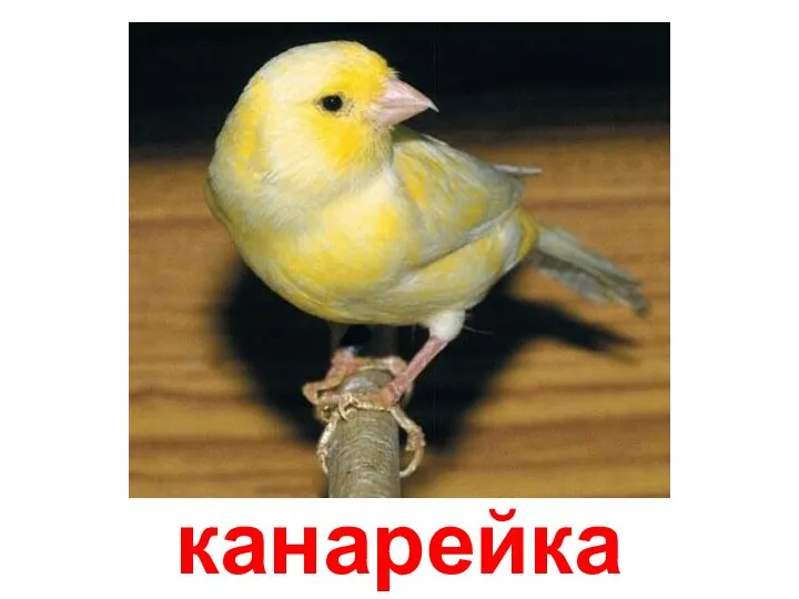 канарейка