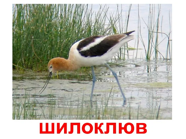 шилоклюв