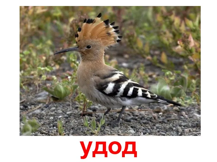 удод