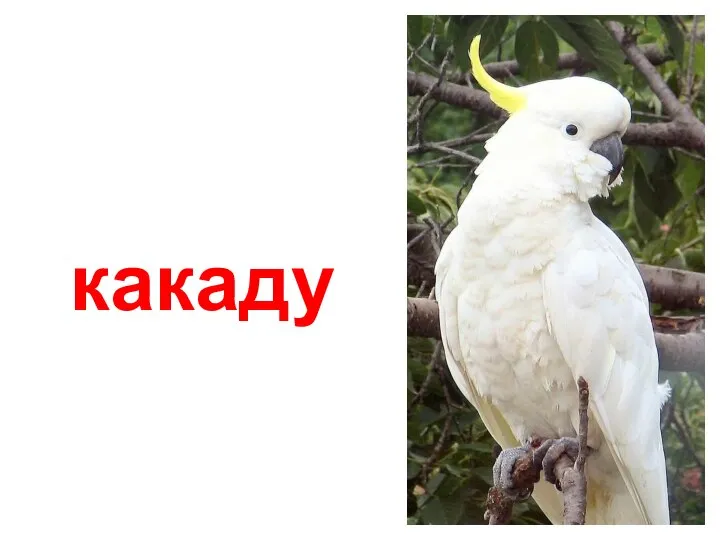 какаду