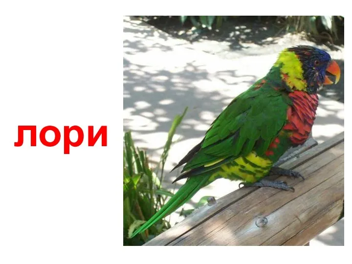 лори