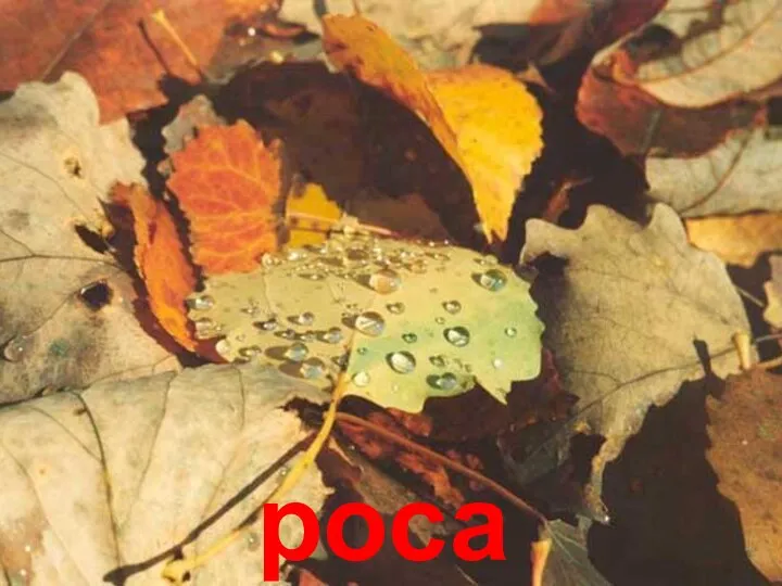 роса