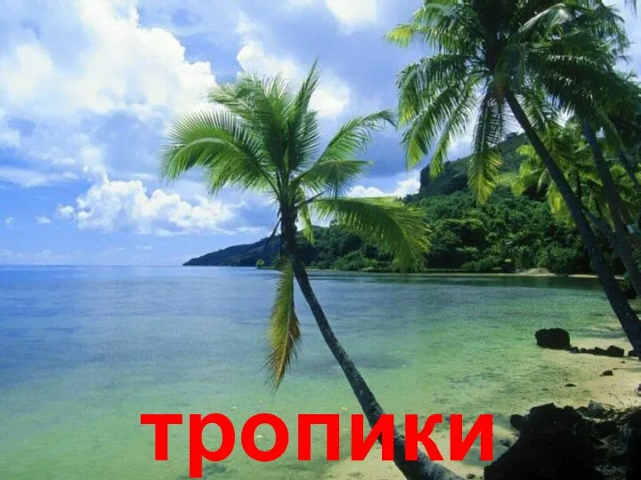 тропики