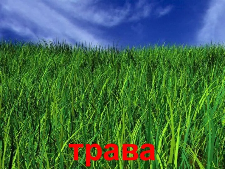 трава