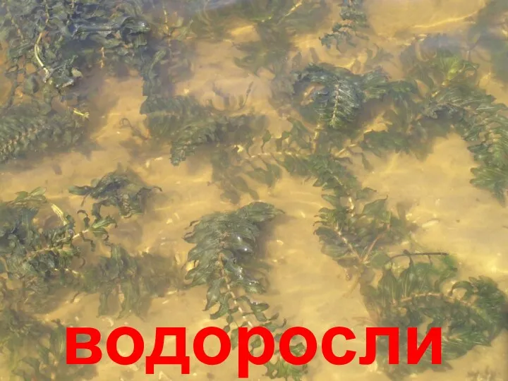 водоросли