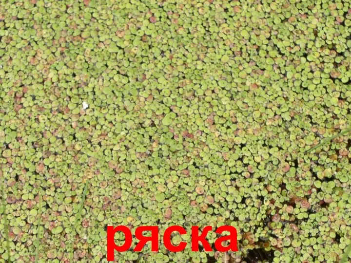 ряска