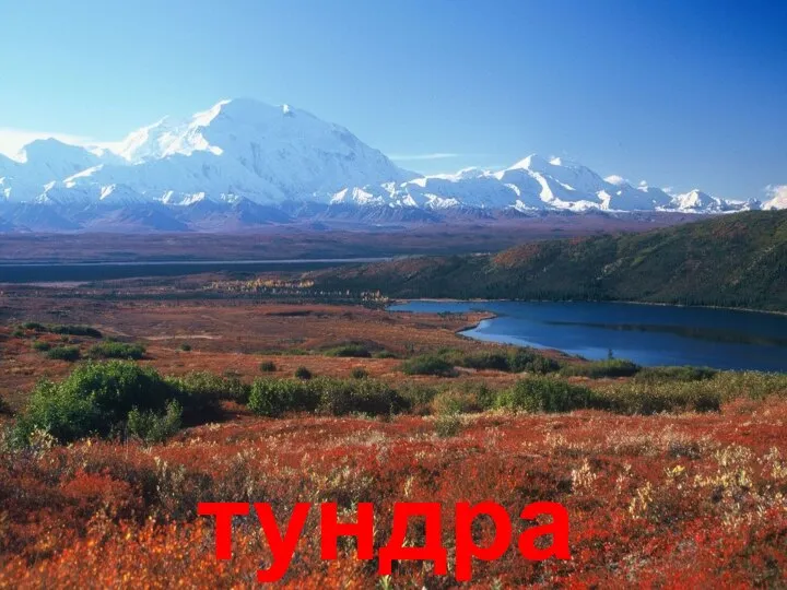 тундра