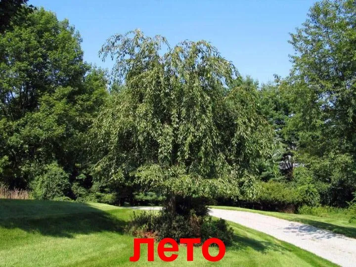 лето