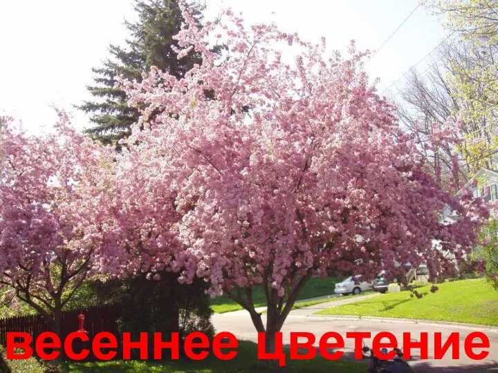 весеннее цветение