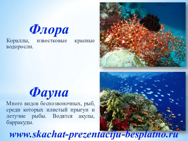 Кораллы, известковые красные водоросли. Много видов беспозвоночных, рыб, среди которых илистый