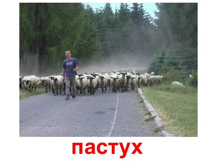 пастух