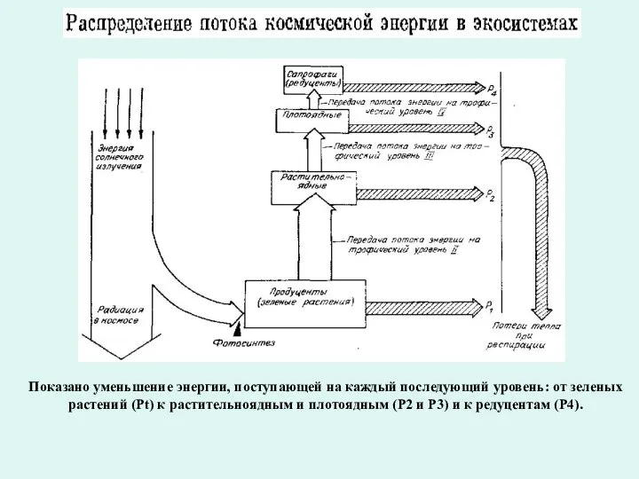 Показано уменьшение энергии, поступающей на каждый последующий уровень: от зеленых растений