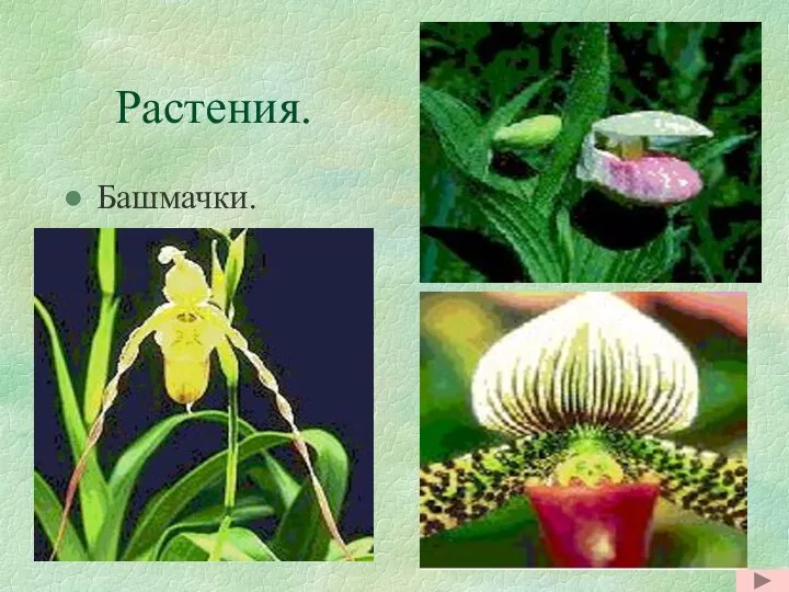 Растения. Башмачки.