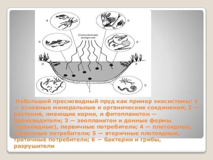 Небольшой пресноводный пруд как пример экосистемы: 1 — основные минеральные и