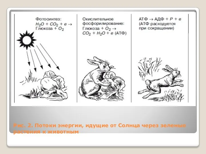 Рис. 2. Потоки энергии, идущие от Солнца через зеленые растения к животным