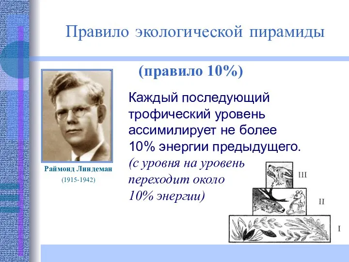 Правило экологической пирамиды (правило 10%) Раймонд Линдеман (1915-1942) Каждый последующий трофический