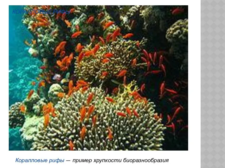Коралловые рифы — пример хрупкости биоразнообразия КОРАЛЛОВЫЕ РИФЫ
