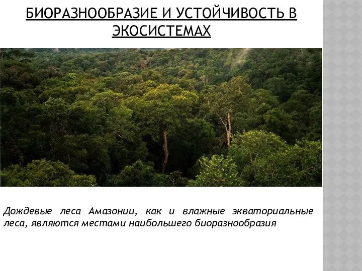 Дождевые леса Амазонии, как и влажные экваториальные леса, являются местами наибольшего