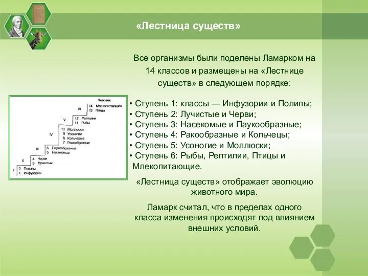 «Лестница существ» Все организмы были поделены Ламарком на 14 классов и