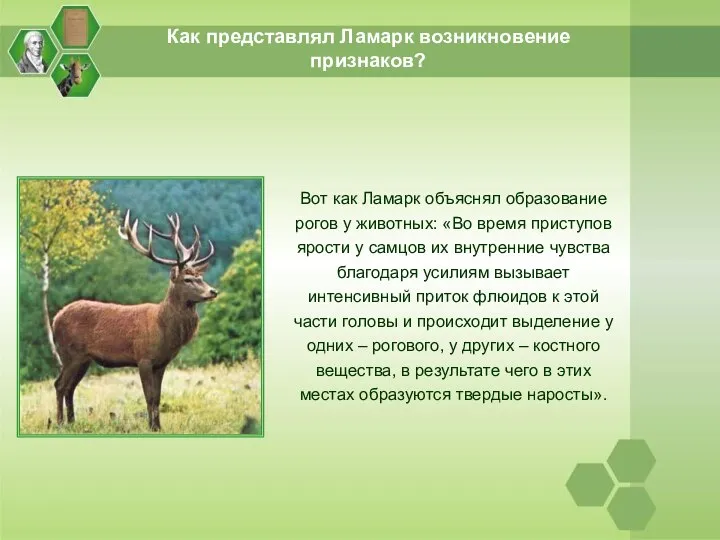 Как представлял Ламарк возникновение признаков? Вот как Ламарк объяснял образование рогов