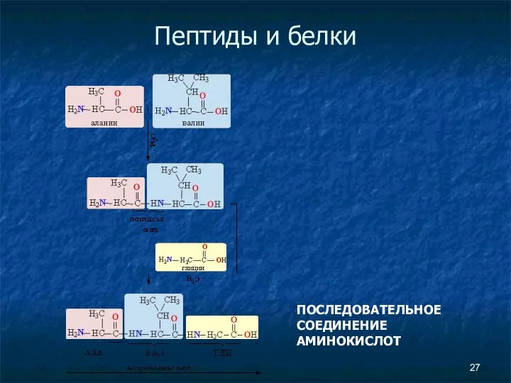 Пептиды и белки ПОСЛЕДОВАТЕЛЬНОЕ СОЕДИНЕНИЕ АМИНОКИСЛОТ