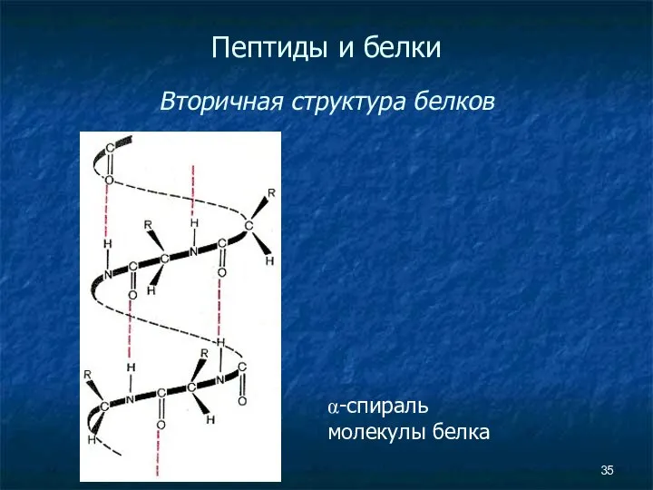 Пептиды и белки Вторичная структура белков α-спираль молекулы белка