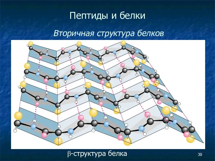 Пептиды и белки Вторичная структура белков β-структура белка