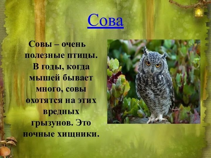 Сова Совы – очень полезные птицы. В годы, когда мышей бывает