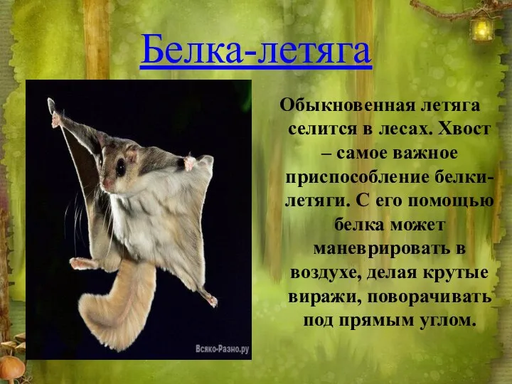 Белка-летяга Обыкновенная летяга селится в лесах. Хвост – самое важное приспособление