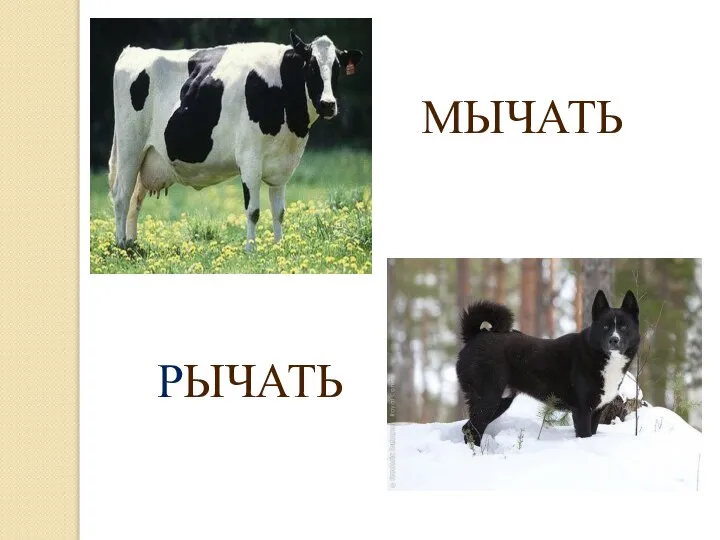 МЫЧАТЬ РЫЧАТЬ