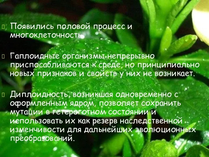 Появились половой процесс и многоклеточность Гаплоидные организмы непрерывно приспосабливаются к среде,